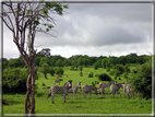 foto Parco nazionale del Chobe